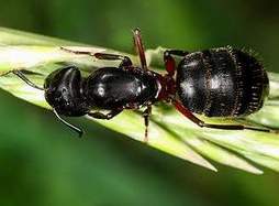 Hangyairtas G�d�ll�